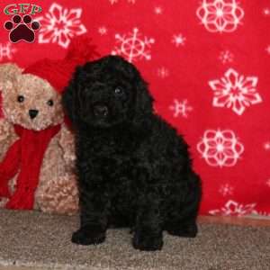 Kent, Labradoodle Puppy