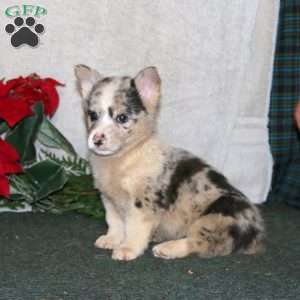 Kent, Pembroke Welsh Corgi Puppy