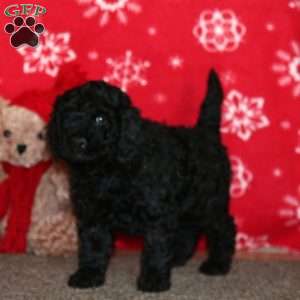 Kent, Labradoodle Puppy