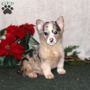 Kent, Pembroke Welsh Corgi Puppy