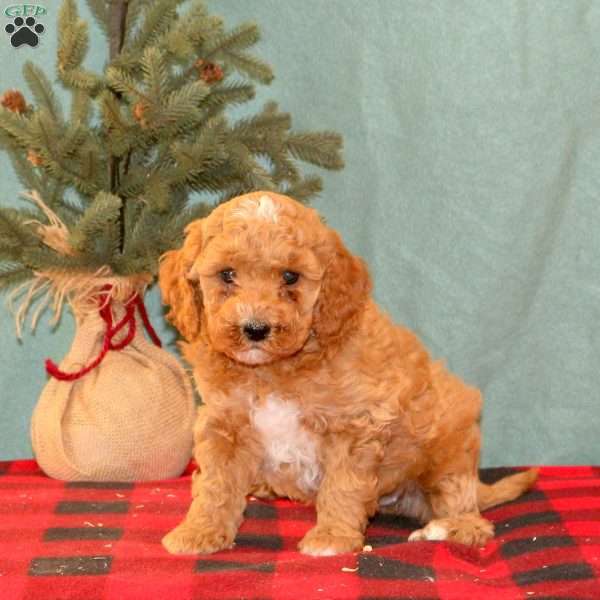 Kenzie, Mini Goldendoodle Puppy