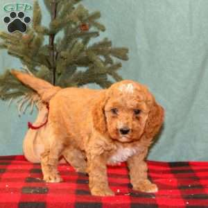 Kenzie, Mini Goldendoodle Puppy