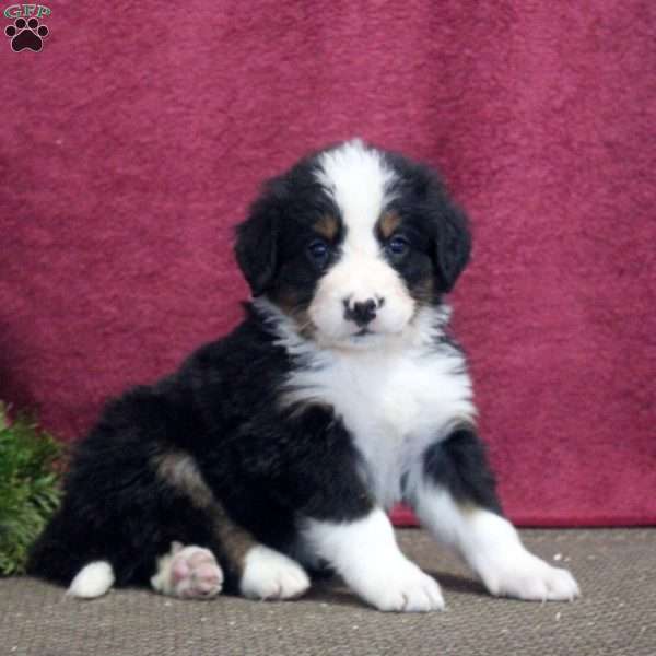 Kevin, Bernedoodle Puppy