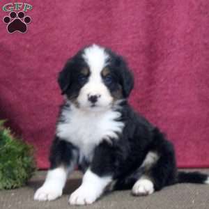 Kevin, Bernedoodle Puppy