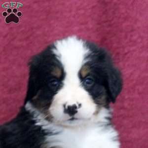 Kevin, Bernedoodle Puppy