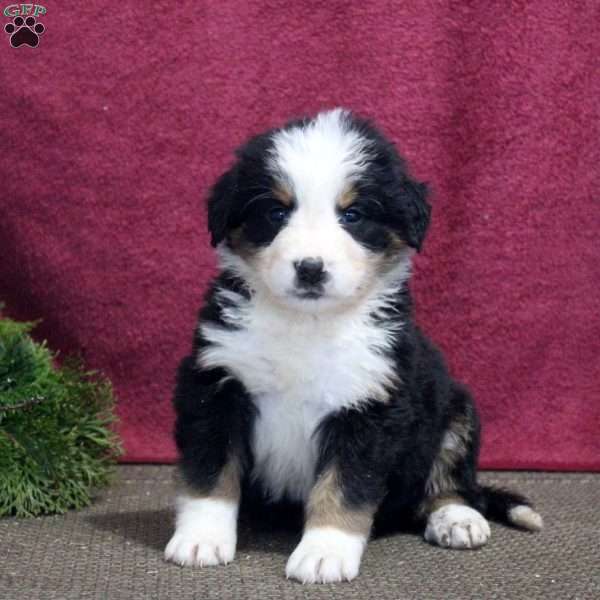 Khloe, Bernedoodle Puppy