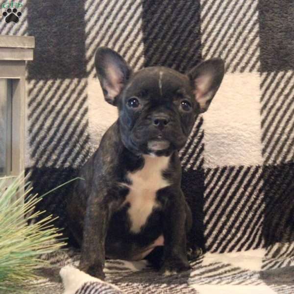 Kia, Frenchton Puppy