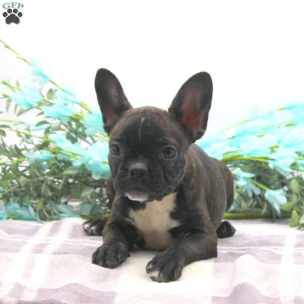 Kia, Frenchton Puppy