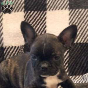 Kia, Frenchton Puppy