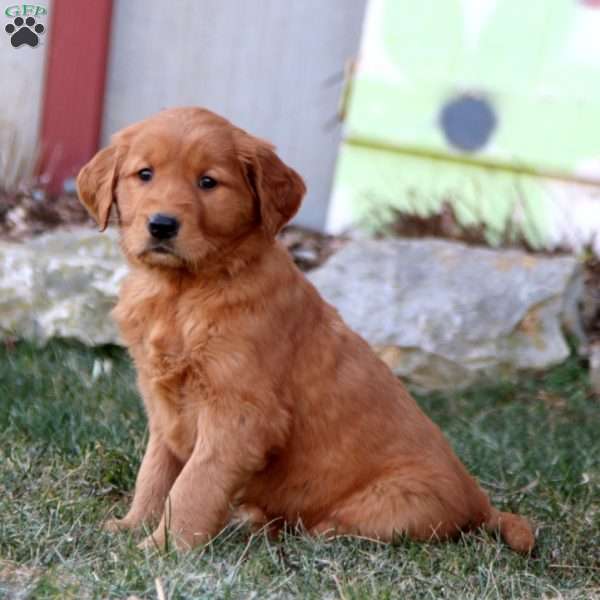 Kia, Golden Retriever Puppy