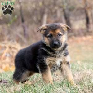 Kia, German Shepherd Puppy