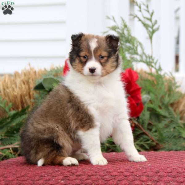 Kierra, Sheltie Puppy