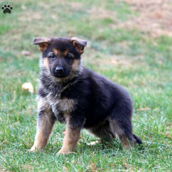 Kierra, German Shepherd Puppy