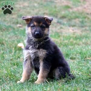 Kierra, German Shepherd Puppy