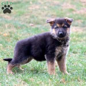 Kierra, German Shepherd Puppy