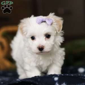 Kiki, Havanese Puppy