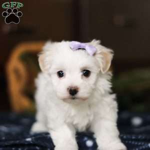 Kiki, Havanese Puppy