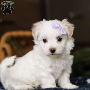 Kiki, Havanese Puppy