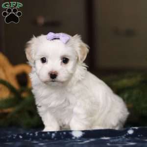 Kiki, Havanese Puppy