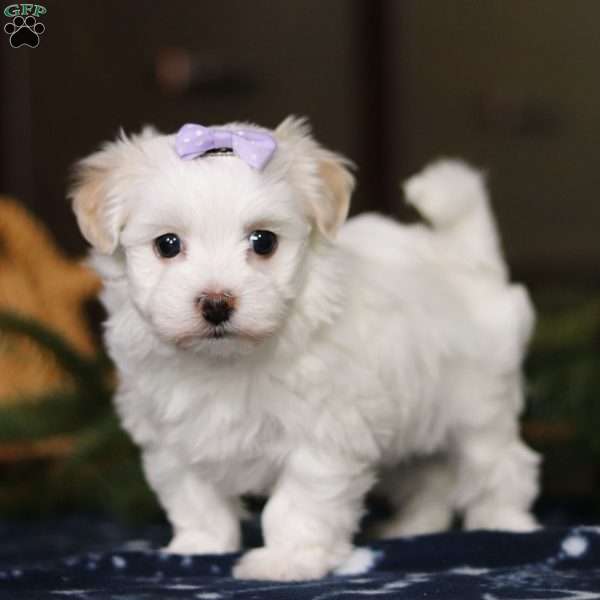 Kiki, Havanese Puppy