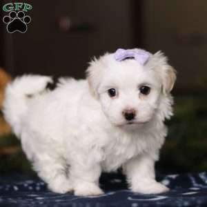 Kiki, Havanese Puppy