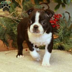 Kiki, Boston Terrier Puppy