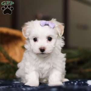 Kiki, Havanese Puppy