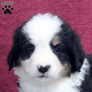 Kim, Bernedoodle Puppy