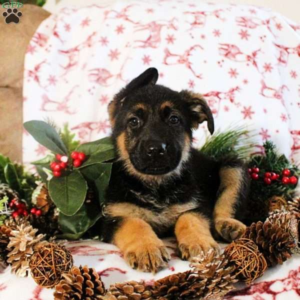 Kimber, German Shepherd Puppy