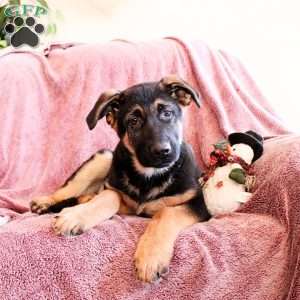 Kimber, German Shepherd Puppy