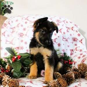 Kimber, German Shepherd Puppy