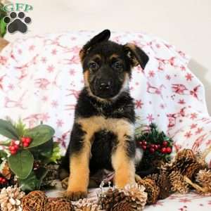 Kimber, German Shepherd Puppy