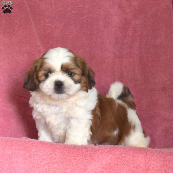 King, Shih Tzu Puppy