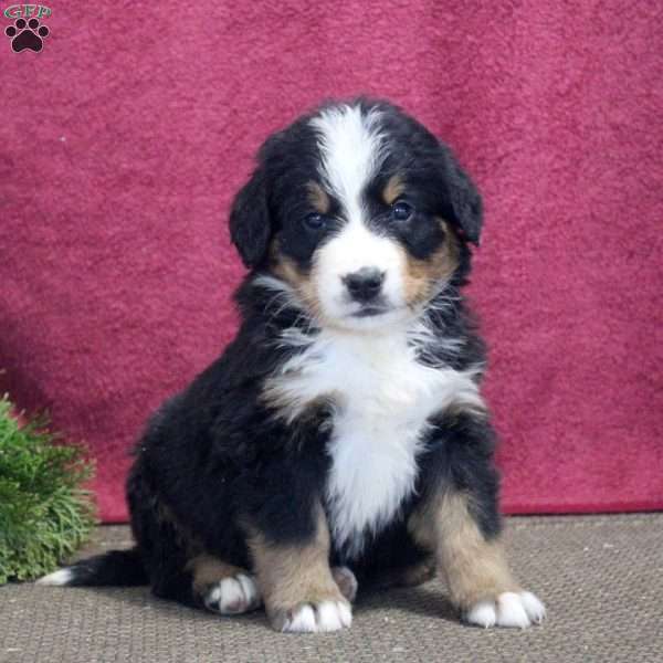 Kingston, Bernedoodle Puppy