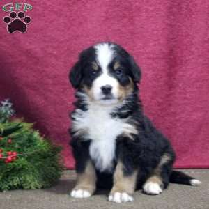 Kingston, Bernedoodle Puppy