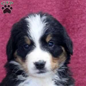 Kingston, Bernedoodle Puppy