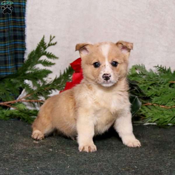 Kip, Pembroke Welsh Corgi Puppy