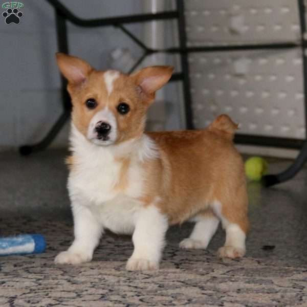 Kip, Pembroke Welsh Corgi Puppy