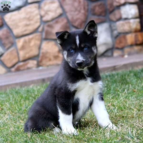 Kip, Pomsky Puppy