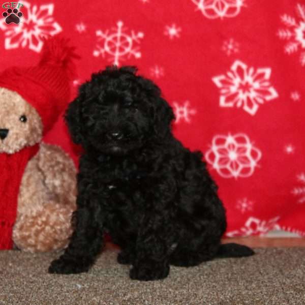 Kip, Labradoodle Puppy