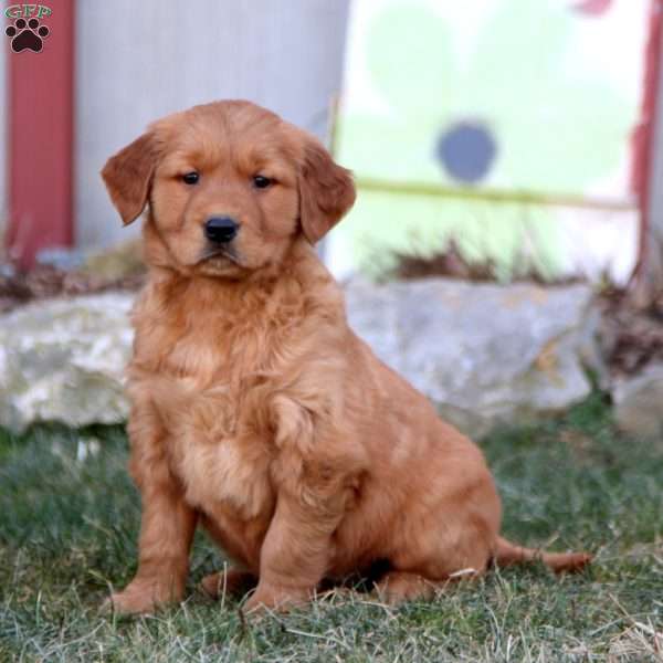 Kip, Golden Retriever Puppy