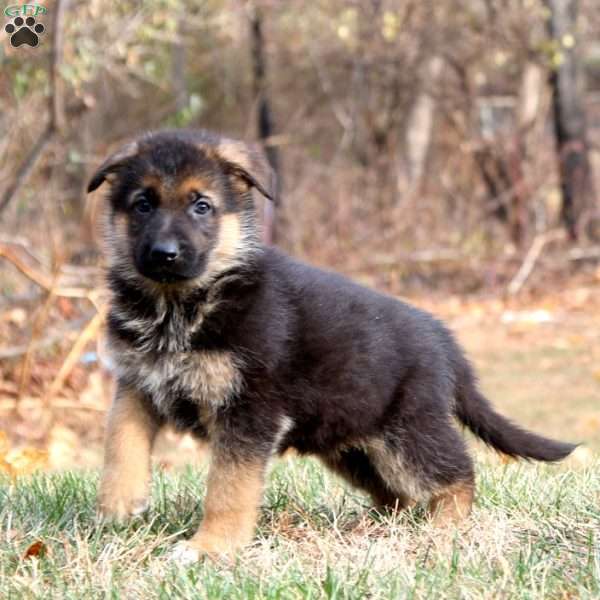 Kip, German Shepherd Puppy