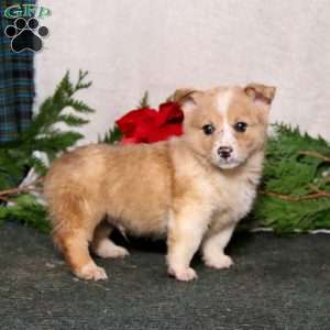 Kip, Pembroke Welsh Corgi Puppy