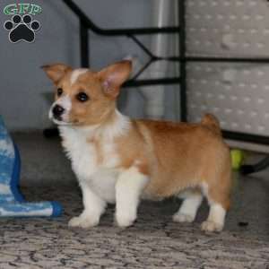 Kip, Pembroke Welsh Corgi Puppy