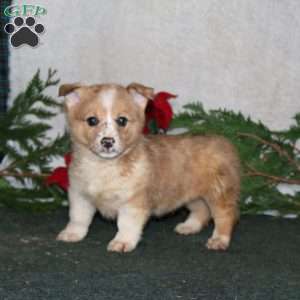 Kip, Pembroke Welsh Corgi Puppy