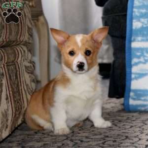 Kip, Pembroke Welsh Corgi Puppy