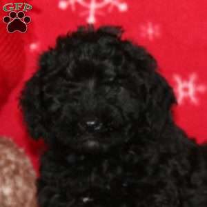 Kip, Labradoodle Puppy