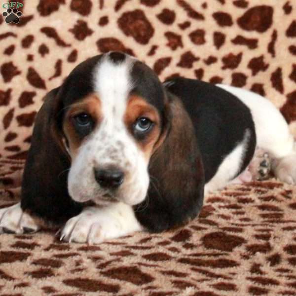 Kirby, Basset Hound Puppy