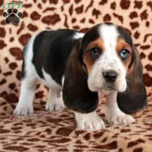 Kirby, Basset Hound Puppy