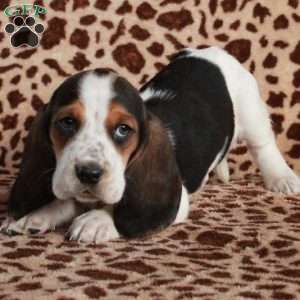 Kirby, Basset Hound Puppy